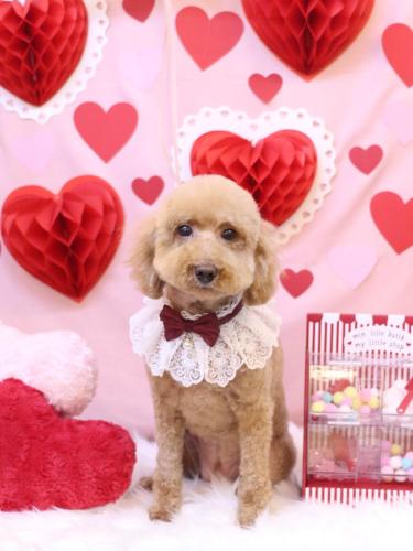 20240203COCOちゃん 